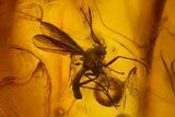 Three Fossil Flies (Diptera) In Baltic Amber #150761-3